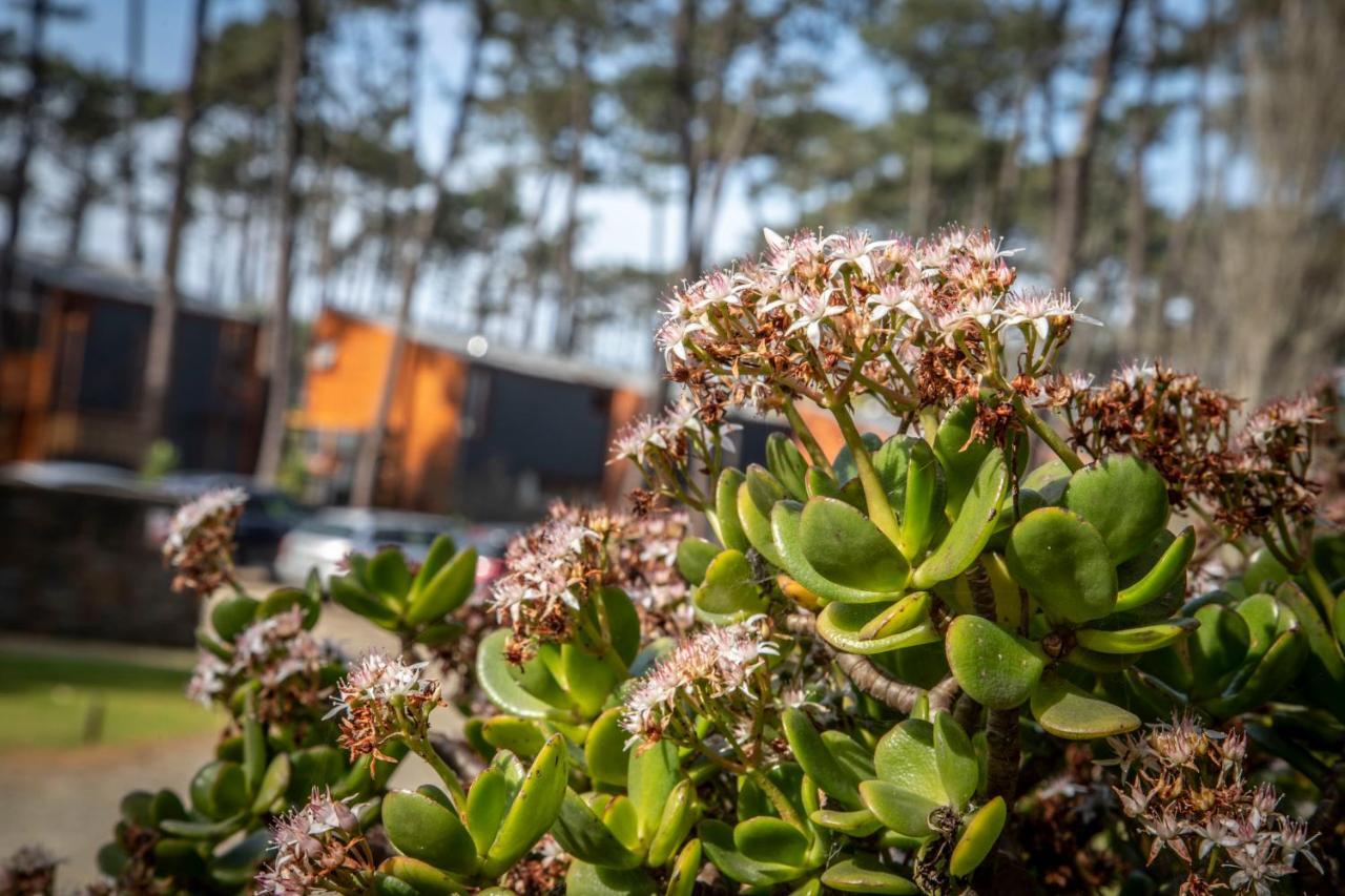 Bungalow B2 - Nature, Beach & River Ofir Eksteriør billede
